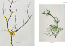 Load image into Gallery viewer, Thinking the Plant - The Watercolour Drawings of Rebecca John
