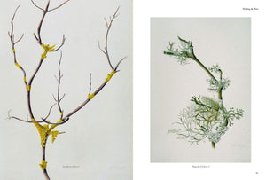 Thinking the Plant - The Watercolour Drawings of Rebecca John