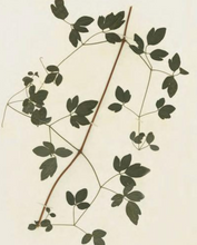 Load image into Gallery viewer, Herbaria: the Pressed Plant Collection of Beatrix Farrand
