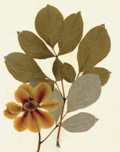 Load image into Gallery viewer, Herbaria: the Pressed Plant Collection of Beatrix Farrand
