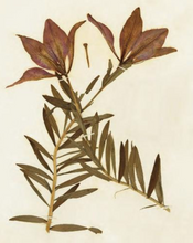 Load image into Gallery viewer, Herbaria: the Pressed Plant Collection of Beatrix Farrand
