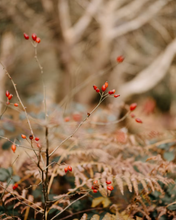 Load image into Gallery viewer, Strawberry, Plum &amp; Rose hip Jam - Exclusive!
