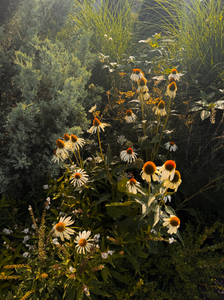 Organic Edible Flower Blend.