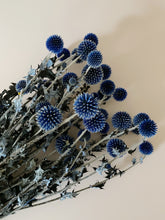 Load image into Gallery viewer, Globe Thistle
