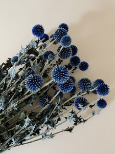 Globe Thistle