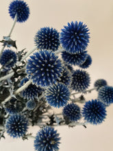 Load image into Gallery viewer, Globe Thistle
